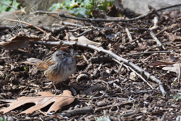 Swamp Sparrow 4-5-18