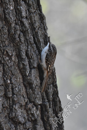 Brown Creeper 4-6-18