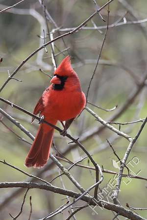 Northern Cardinal 4-6-18