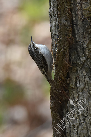 Brown Creeper 4-6-18