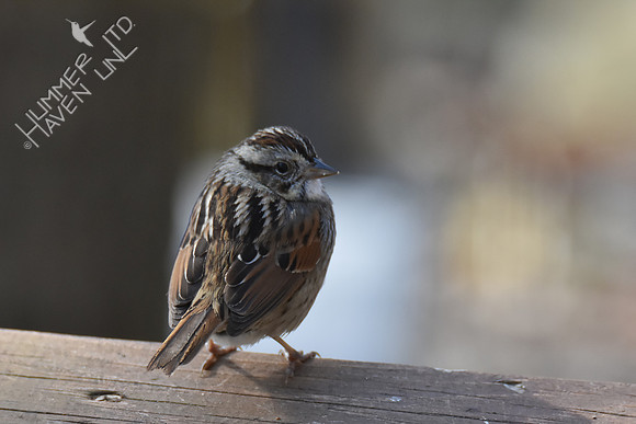Swamp Sparrow 4-5-18