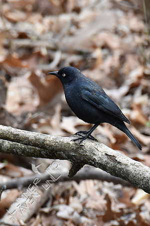 Rusty Blackbird 4-6-18