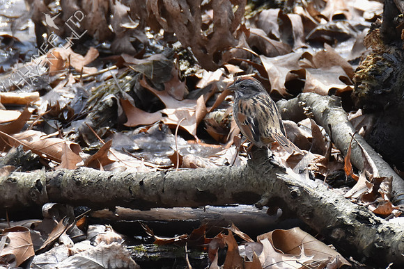 Swamp Sparrow in the swamp 4-6-18