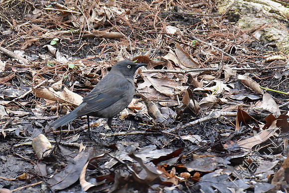 Rusty Blackbird 4-6-18