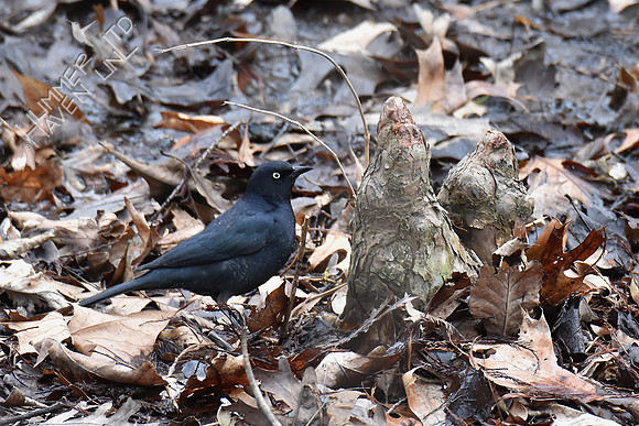 Rusty Blackbird 4-6-18