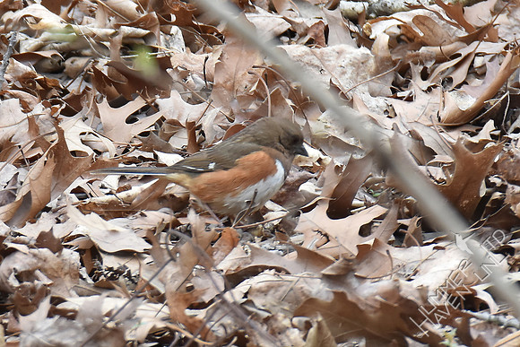 Eastern Towhee female 4-6-18