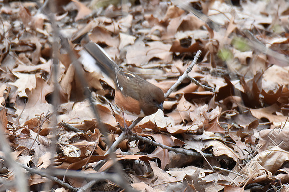 Eastern Towhee female 4-6-18