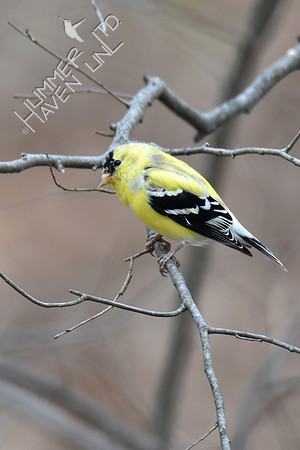 American Goldfinch 4-6-18