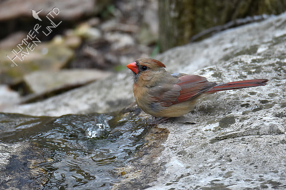 Northern Cardinal female 4-6-18