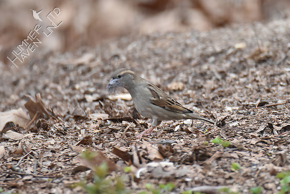 House Sparrow female 4-6-18