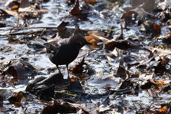 Rusty Blackbird 4-6-18