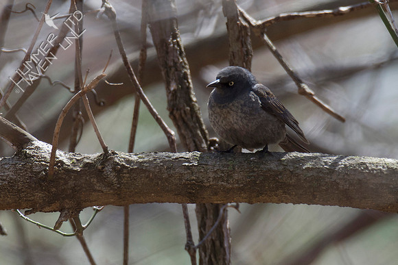 Rusty Blackbird 4-7-18