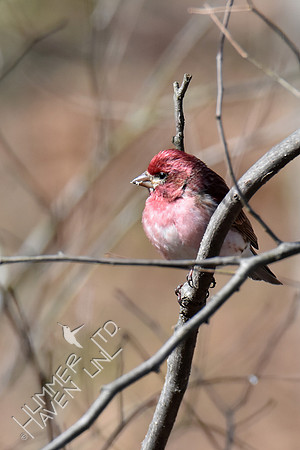 Purple Finch 4-7-18