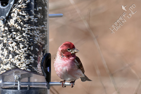 Purple Finch 4-7-18
