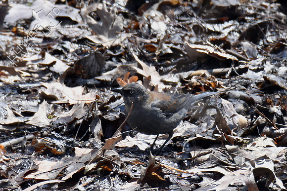 Rusty Blackbird 4-7-18