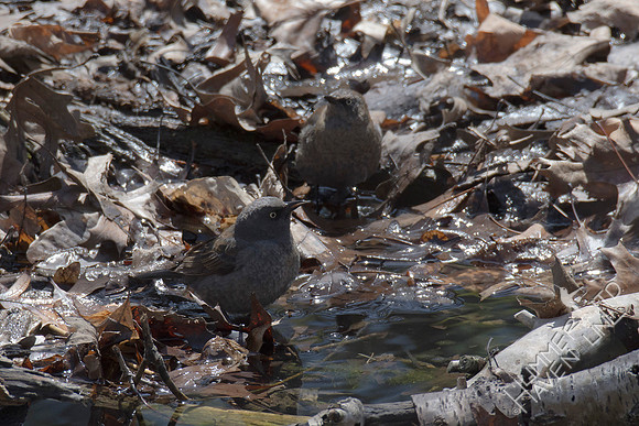 Rusty Blackbirds 4-7-18