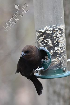 Brown-headed Cowbird 4-10-18