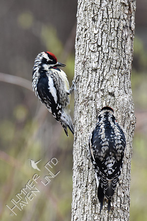 Yellow-bellied Sapsuckers 4-10-18