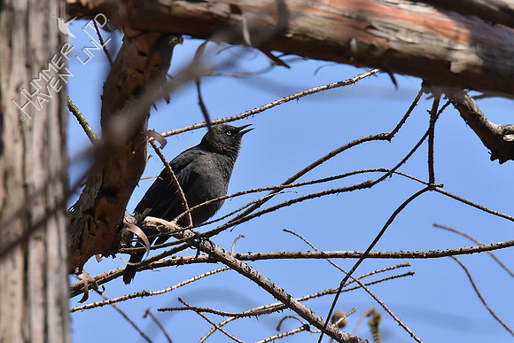 Rusty Blackbird singing 4-10-18