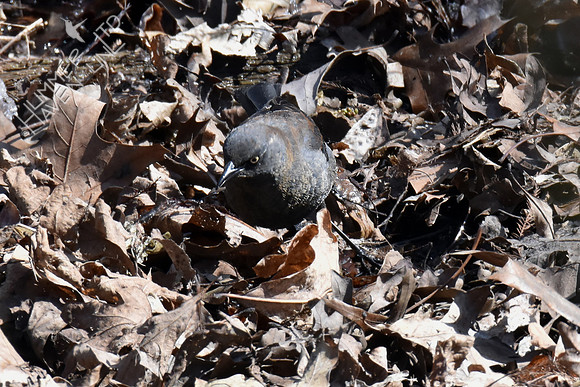 Rusty Blackbird with prey 4-10-18