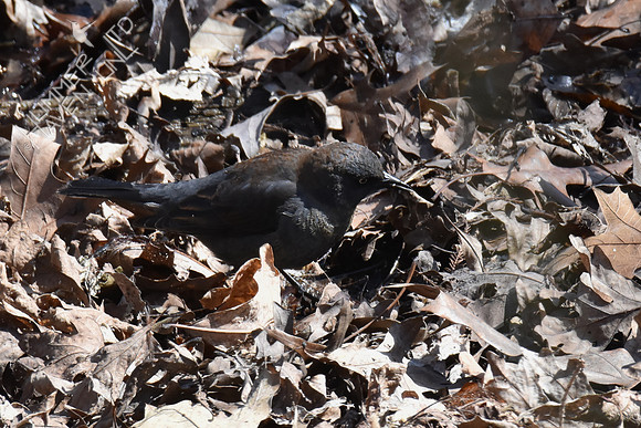 Rusty Blackbird with prey 4-10-18