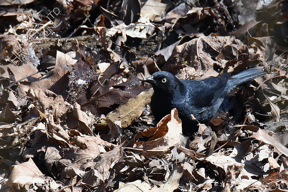 Rusty Blackbird 4-10-18