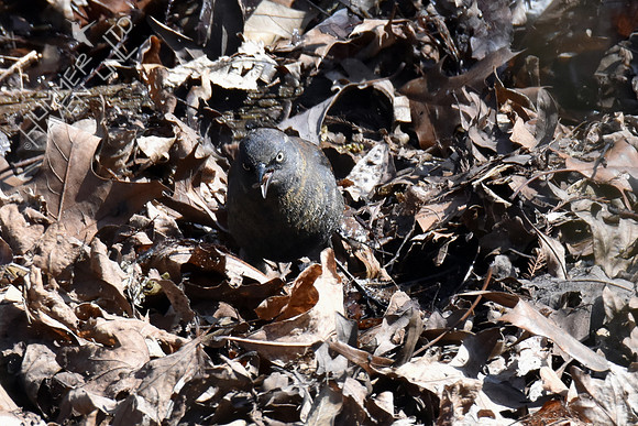 Rusty Blackbird with prey 4-10-18
