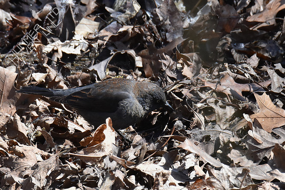 Rusty Blackbird with prey 4-10-18