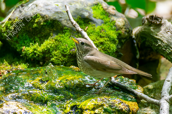 5-8-22 Gray-cheeked Thrush