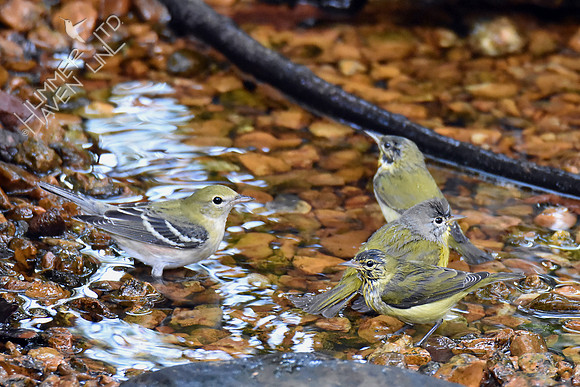 Bay-breasted, Tennessee and Nashville Warblers 10-6-16