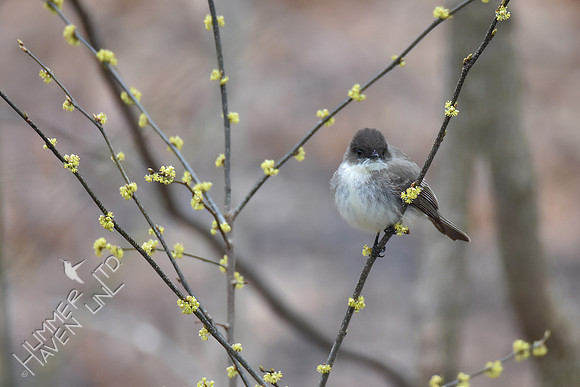 Eastern Phoebe on Spicebush (Lindera benzoin) 4-15-18