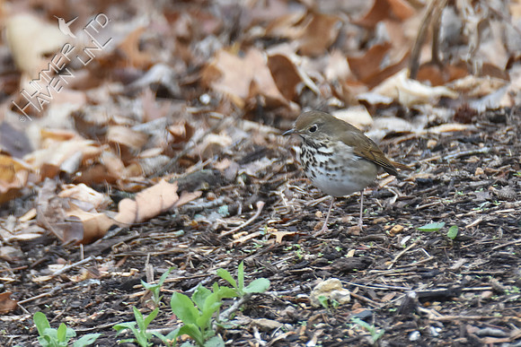 Hermit Thrush 4-15-18