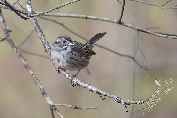 Swamp Sparrow on American Elm (Ulmus americana)  4-11-18