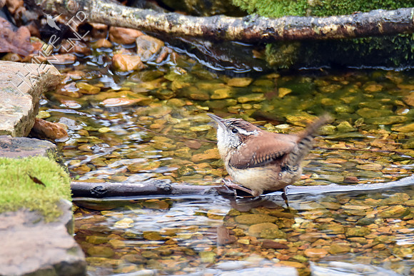 Carolina Wren 4-15-18