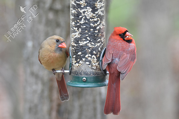 Northern Cardinals 4-15-18