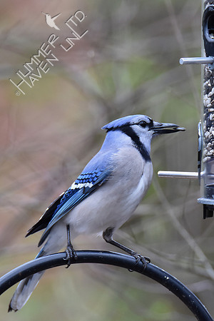 Blue Jay 4-15-18