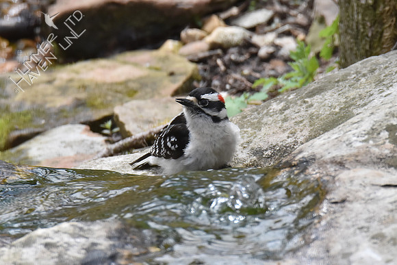 Downy Woodpecker 4-16-18
