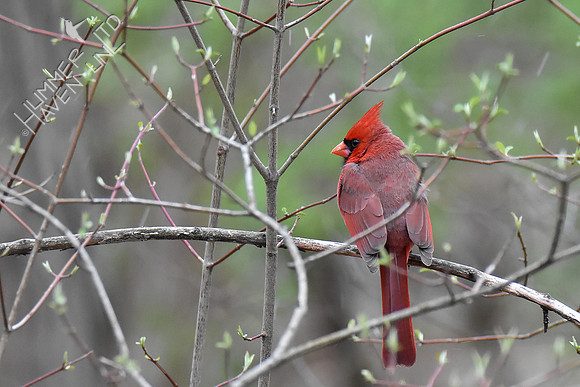 Northern Cardinal in Rough-leaf Dogwood (Cornus drummondii) 4-16-18
