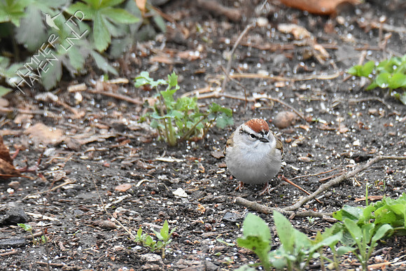 Chipping Sparrow 4-16-18