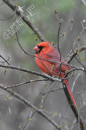 Northern Cardinal  in Blackhaw in snow (Viburnum prunifolium) 4-16-18