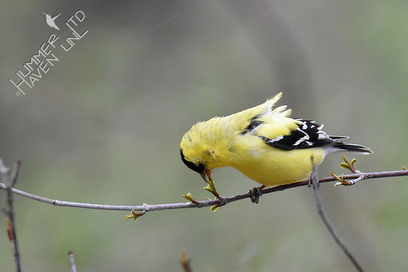 American Goldfinch in Blackhaw bud (Viburnum prunifolium) 4-16-18
