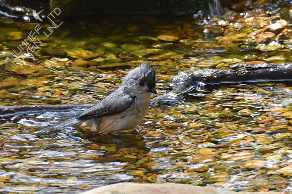 Tufted Titmouse bathing in 37 degrees  4-16-18