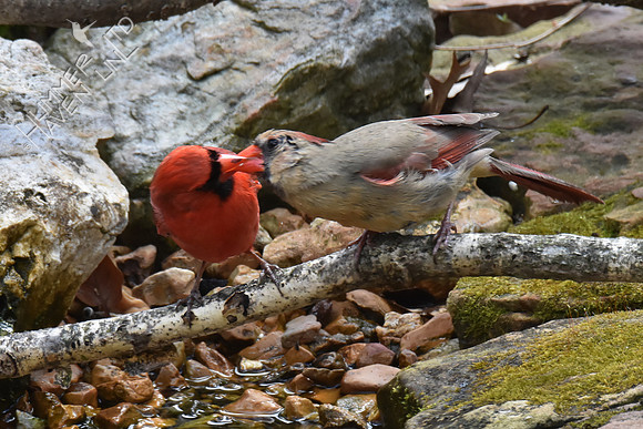 Northern Cardinals pair-bonding 4-16-18