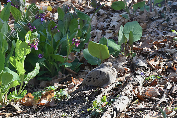 Mourning Dove resting 4-16-18