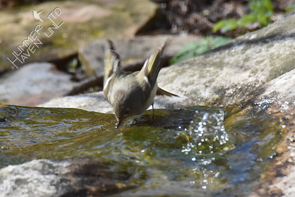 Ruby-crowned Kinglet 4-17-18