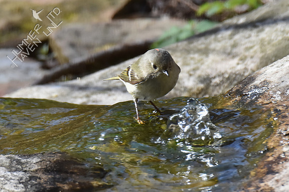 Ruby-crowned Kinglet 4-17-18
