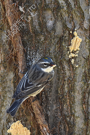 Yellow-rumped Warbler eating bark butter 4-17-18