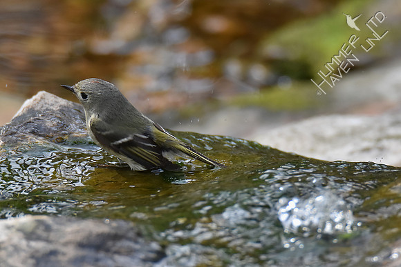 Ruby-crowned Kinglet 4-25-18