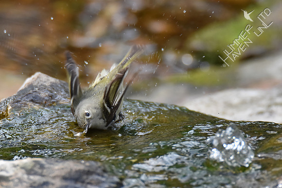 Ruby-crowned Kinglet 4-25-18