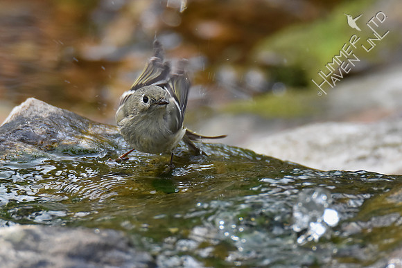 Ruby-crowned Kinglet 4-25-18